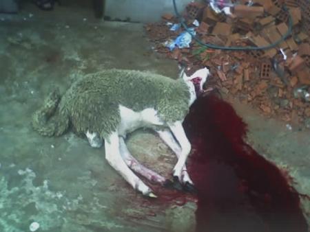 mafia des mouton